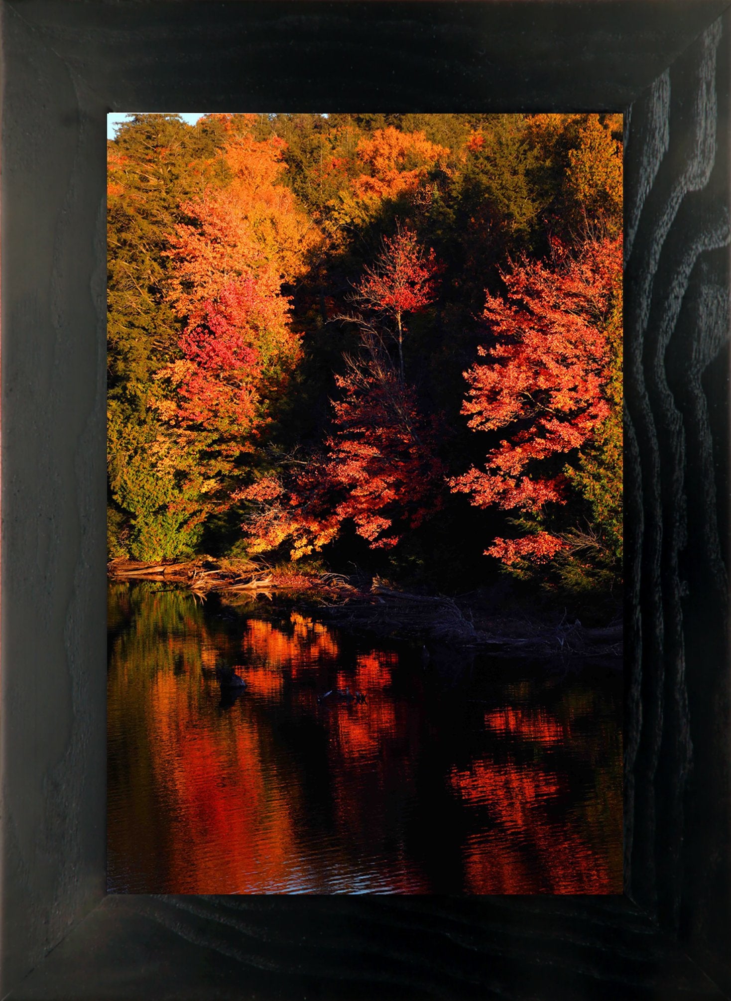 Algonquin Colour 4 | Iconic Images