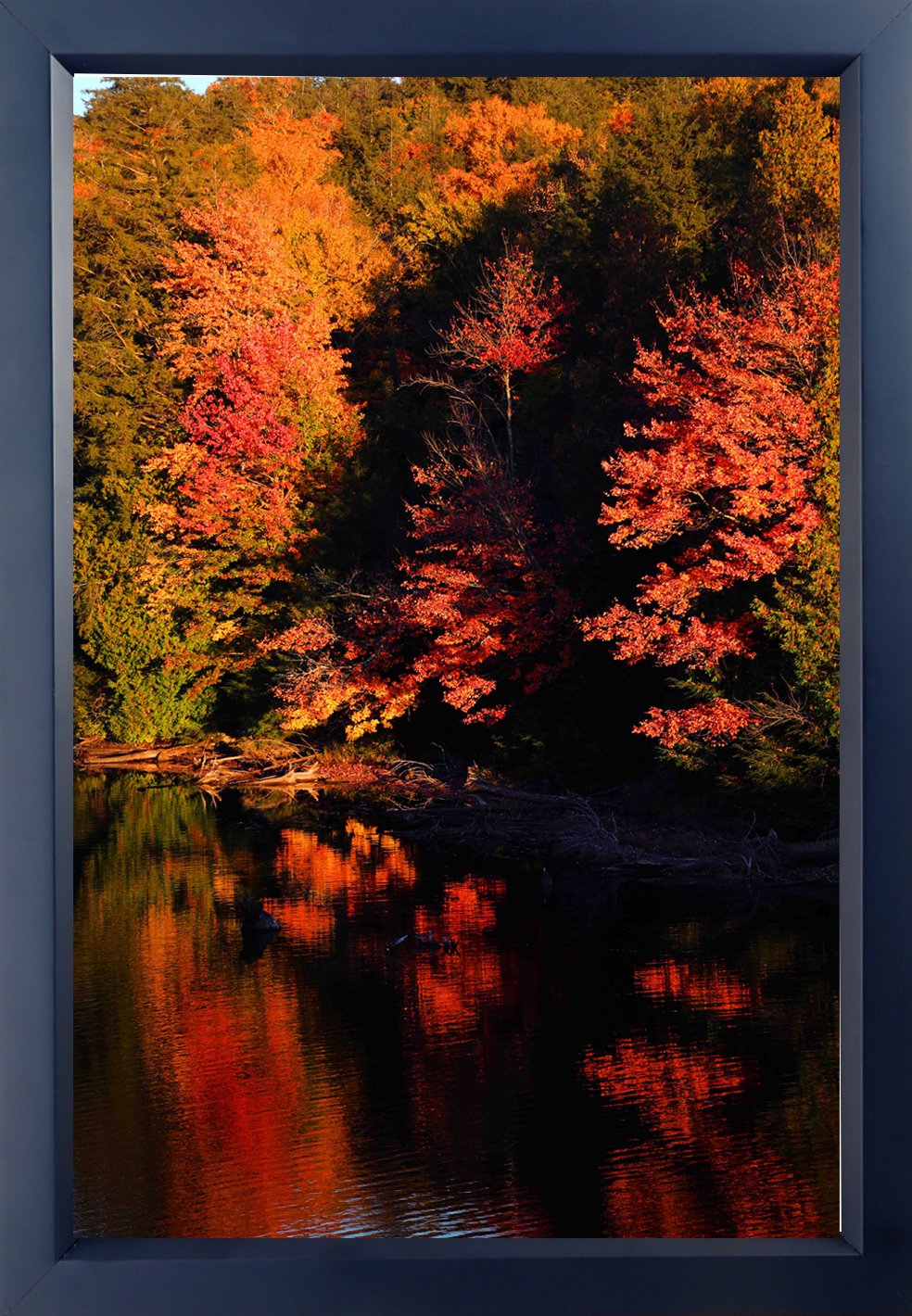 Algonquin Colour 4 | Iconic Images